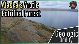 Alaskas Arctic Petrified Forest A Geologic Oddity [upl. by Eldrida]