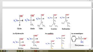 Biochimie des acides aminés [upl. by Freemon]