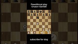 Crushing line in URUSOV GAMBIT my dog told me about it chess chessdog [upl. by Redienhcs49]