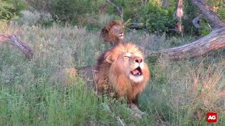 Mpondo lions roaring in the early morning in Kruger National Park [upl. by Beatrisa]