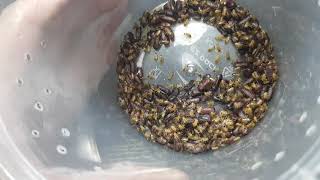 Blatta lateralis breeding  mabilisang tutorial sa pagaalaga ng feeders  NajshArachnoMed TV [upl. by Ahsetra]