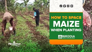 MAIZE SPACING WHEN PLANTING FOR HIGH YIELDS [upl. by Dorlisa]