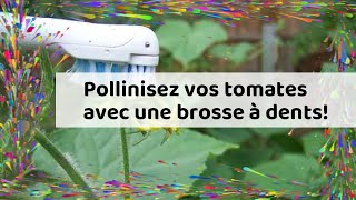 Pollinisez vos tomates avec une brosse à dents [upl. by Blondie]