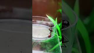 Fourmis VS acier  Camponotus nicobarensis [upl. by Portingale]