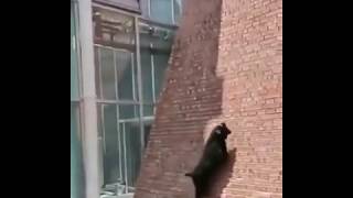 Crazy Goats  Spider goats climbing a wall as never seen before [upl. by Silvana337]