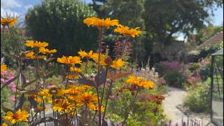 Late July Cottage Garden Tour Stunning Perennials in Bloom  Perennial Garden [upl. by Llertram]