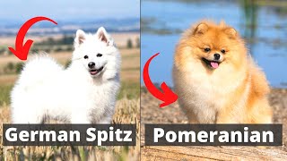 German Spitz vs Pomeranian Which one would be better for you [upl. by Ailama945]