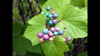 Multicolored Porcelain Berry Ornamental Climbing Vine Plant  Wild Grape [upl. by Noynek501]