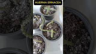 HUERNIA ERINACEA ”PROPAGAÇÃO” Shorts 1536 plants succulents suculentas [upl. by Teiv]