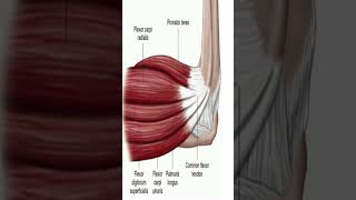 Anatomy Anterior Forearm Muscles shorts [upl. by Uziel]