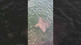 Hihimanu spotted eagle ray  So cool to see this guy cruzing  youtubeshorts youtube [upl. by Ert377]