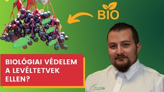 Levéltetvek elleni biológiai védekezés bodzában  Neem Azal TS  Biocont [upl. by Gram]