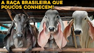 RAÇA INDUBRASIL  A RAÇA BRASILEIRA QUE SURPREENDEU A TODOS [upl. by Butta52]