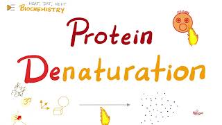 Denaturation of Proteins  Biochemistry 🧪 [upl. by Nay518]