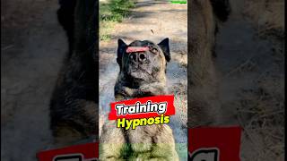 Training 🔝 Hypnosis for Malinois dog germanshepherd belgianmalinois dogtraining pettraining [upl. by Maggs631]