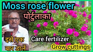 Portulaca Plant Care। How to Grow Portulaca from Cutting। [upl. by Fia]