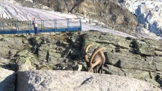 Gasenried Grächen  Bordierhütte  21 22 Juli 2015 [upl. by Rosaline]