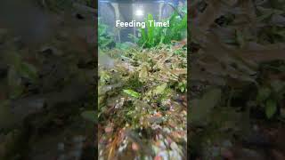 aquarium guppies freshwatershrimp fishfeeding [upl. by Mcquoid]