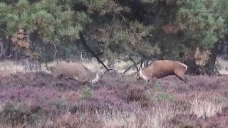 Burlende en vechtende herten Hoge Veluwe 2016 [upl. by Kirtap]