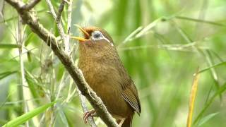 ガビチョウの鳴き声。（特定外来生物） [upl. by Esinev399]