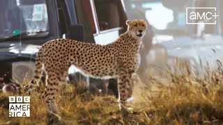 Cheetah Tourism  Mammals  New Episodes Saturdays  BBC America [upl. by Rakel]