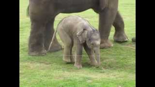 Cute baby elephants first steps and steps on his trunk Adorable At the Whipsnade Zoo UK [upl. by Lemrac339]