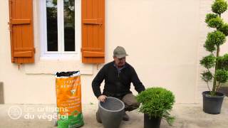 Quels conifères nains planter dans une rocaille comment planter un conifère en bac en pot [upl. by Ssac]