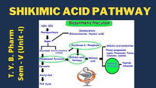 Shikimic acid Pathway Pharmacognosy [upl. by Bunns]