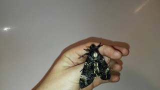 Deaths head hawkmoth screaming [upl. by Faydra215]