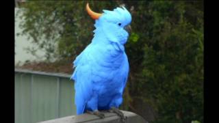 Rare Blue Cockatoo Discovered [upl. by Hanoy]