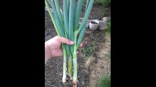 Green bunching onions never ending [upl. by Aset107]