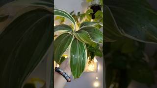 How to propagate dracaena in water shorts dracaena plants gardeningtips [upl. by Dinnage]