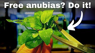 Free anubias How to propagate your aquarium plants step by step [upl. by Werd]