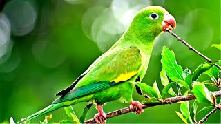 Canto do Periquito Verde Cantando e Assobiando🦜 Parakeet Gren [upl. by Dore]