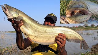 Big Wallago Attu catfish hunting  Big Pathan Fishing Video  macli ka Sikar Video [upl. by Enilrem]