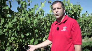 How to Sample Petioles in the Vineyard [upl. by Adah65]