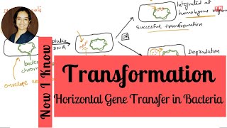 Bacterial Transformation  Horizontal Gene Transfer Part – II [upl. by Yessac]