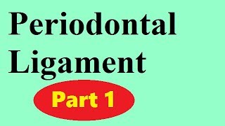 Periodontal ligament Part 1 the principal fibers [upl. by Smailliw56]