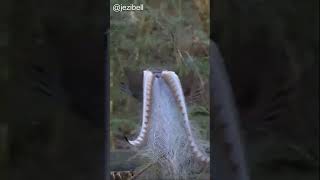 Lyrebirds of the Dandenong Ranges [upl. by Anniroc]