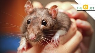 5 Fascinating Facts About Rats [upl. by Inor476]