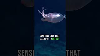 Piglet Squid Secrets of a DeepSea Enigma [upl. by Adnirol714]