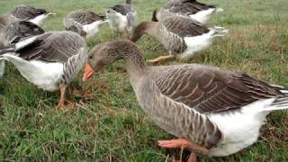 Toulouse Geese [upl. by Enelyw858]