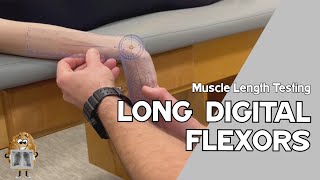 MLT Long Digital Flexors [upl. by Horatio88]