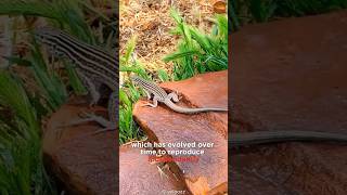 Life Without Males  The New Mexico Whiptail Lizards [upl. by Squires762]