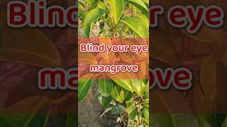 Excoecaria agallocha  Blinding Tree  Gewa  mangrove plantidentification [upl. by Izawa]