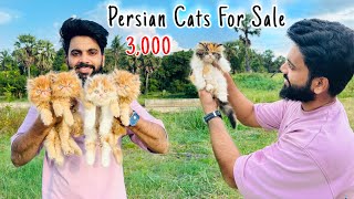 Persian Cats For Sale  Persian Cat  persian cat price in india  persian cat rate  cats for life [upl. by Aniratac]