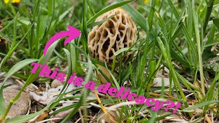 Michigan Morels Wild Mushroom Foraging [upl. by Shiekh89]