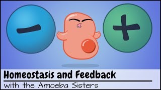 Homeostasis and NegativePositive Feedback [upl. by Wallache]