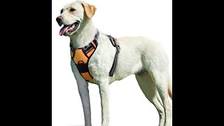 Eagloo Dog Harness [upl. by Chute339]