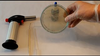 DIY BIO Identifying bacteria catalase test amp KOH preparation [upl. by Katusha]